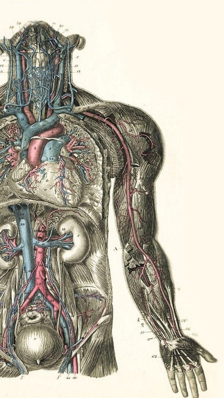 Anatomia