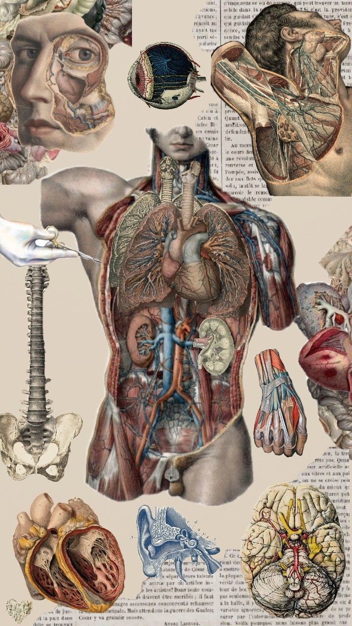 Anatomia